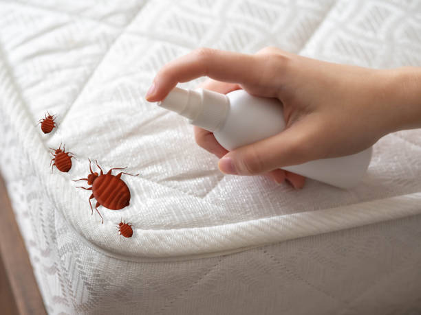 Best Affordable Pest Control Services  in Watauga, TX