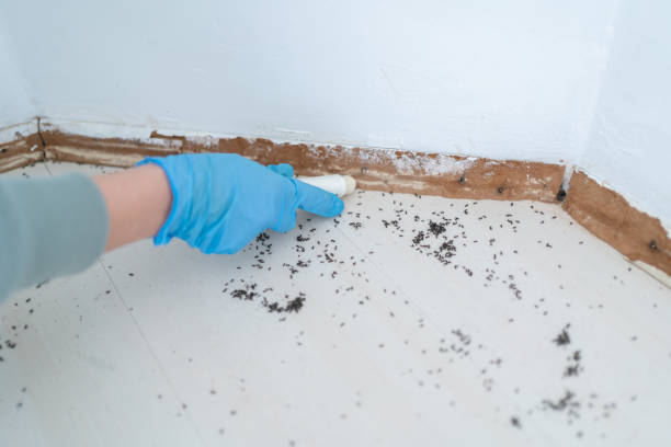 Professional Pest Control in Watauga, TX